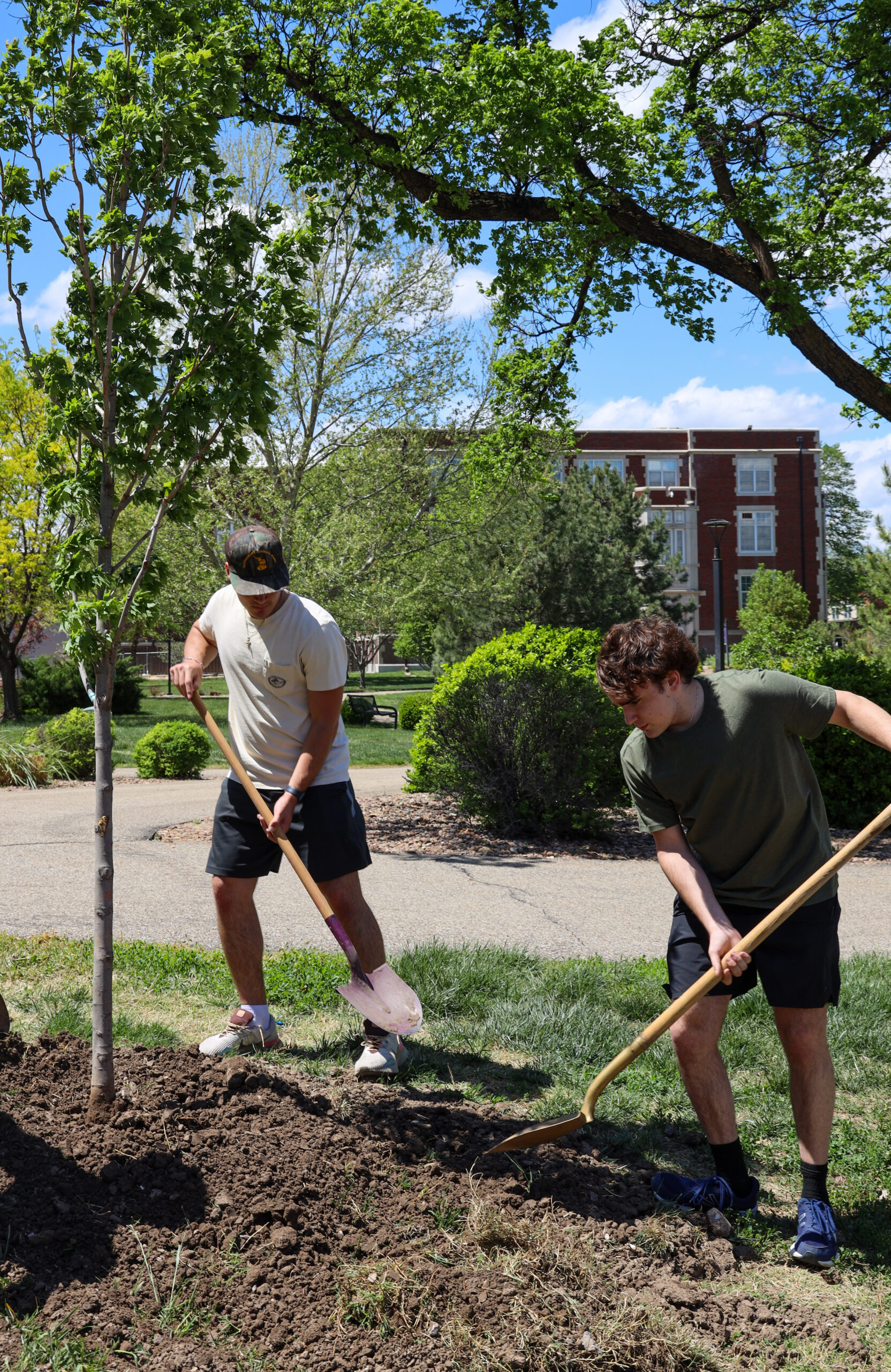 Men planting trees on campus