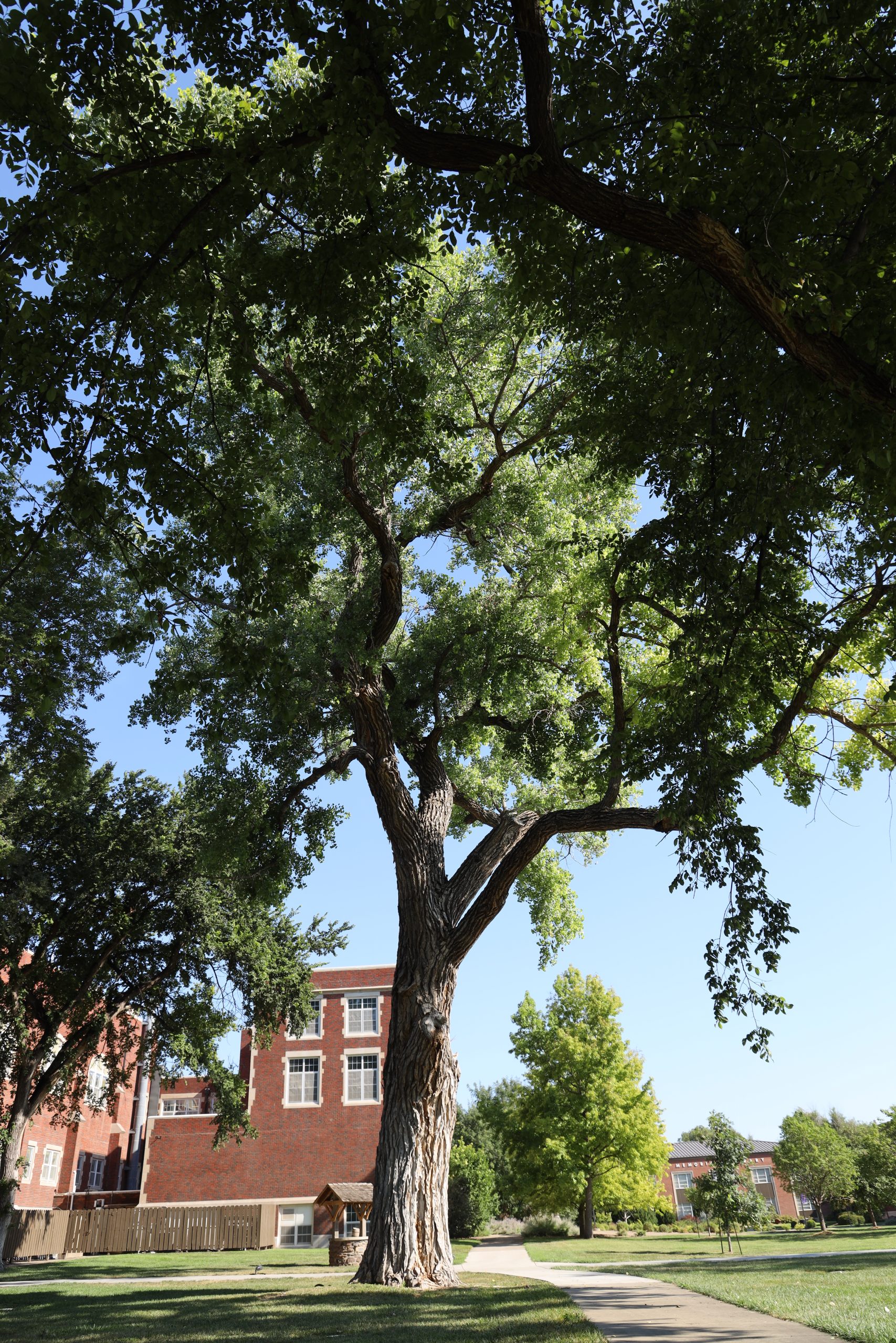 Greenery on campus