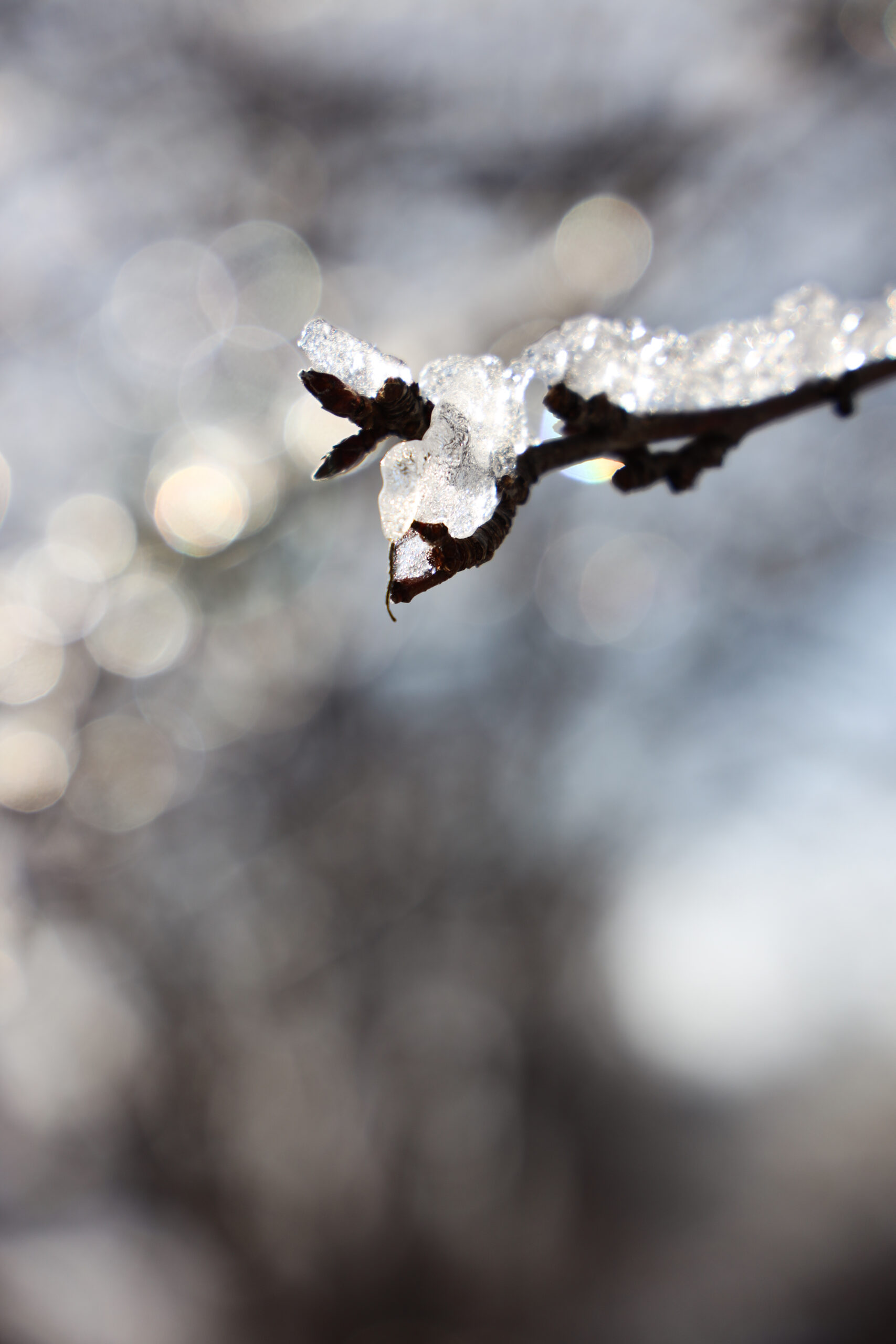 Ice on tree