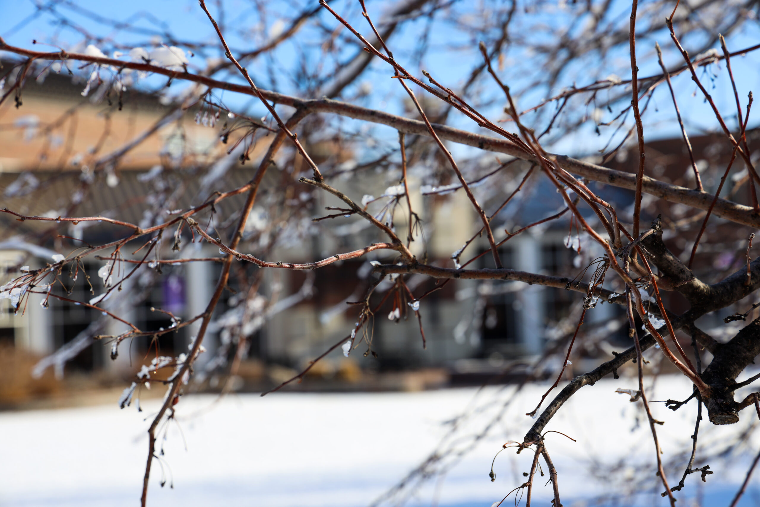 Ice on tree