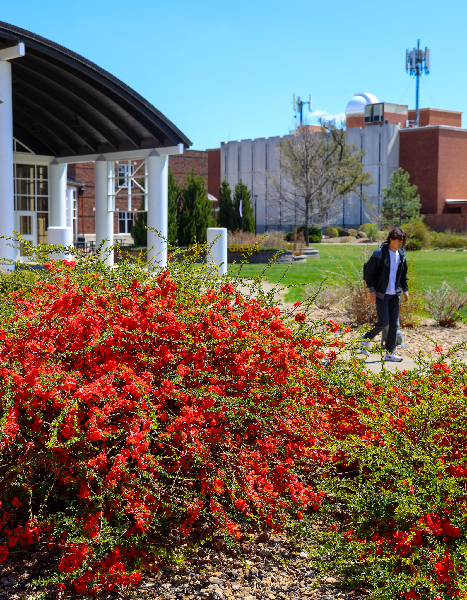 Flowers on campus