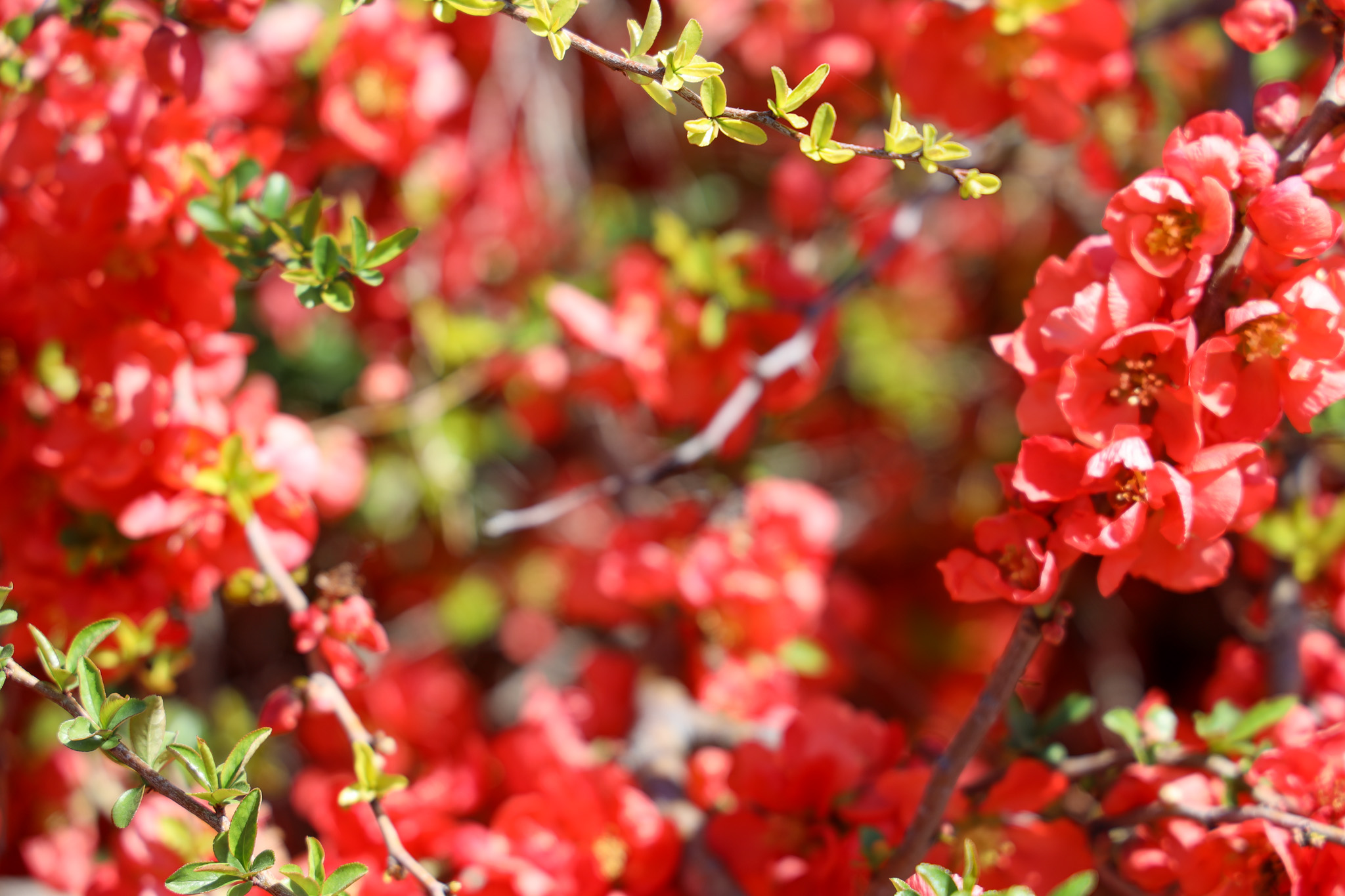 Flowers on campus