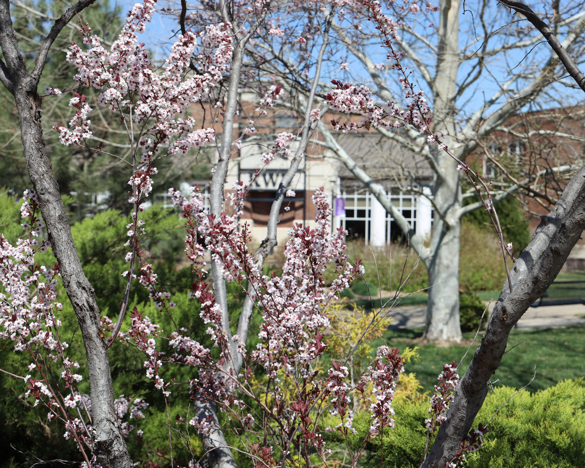 Flowers on campus