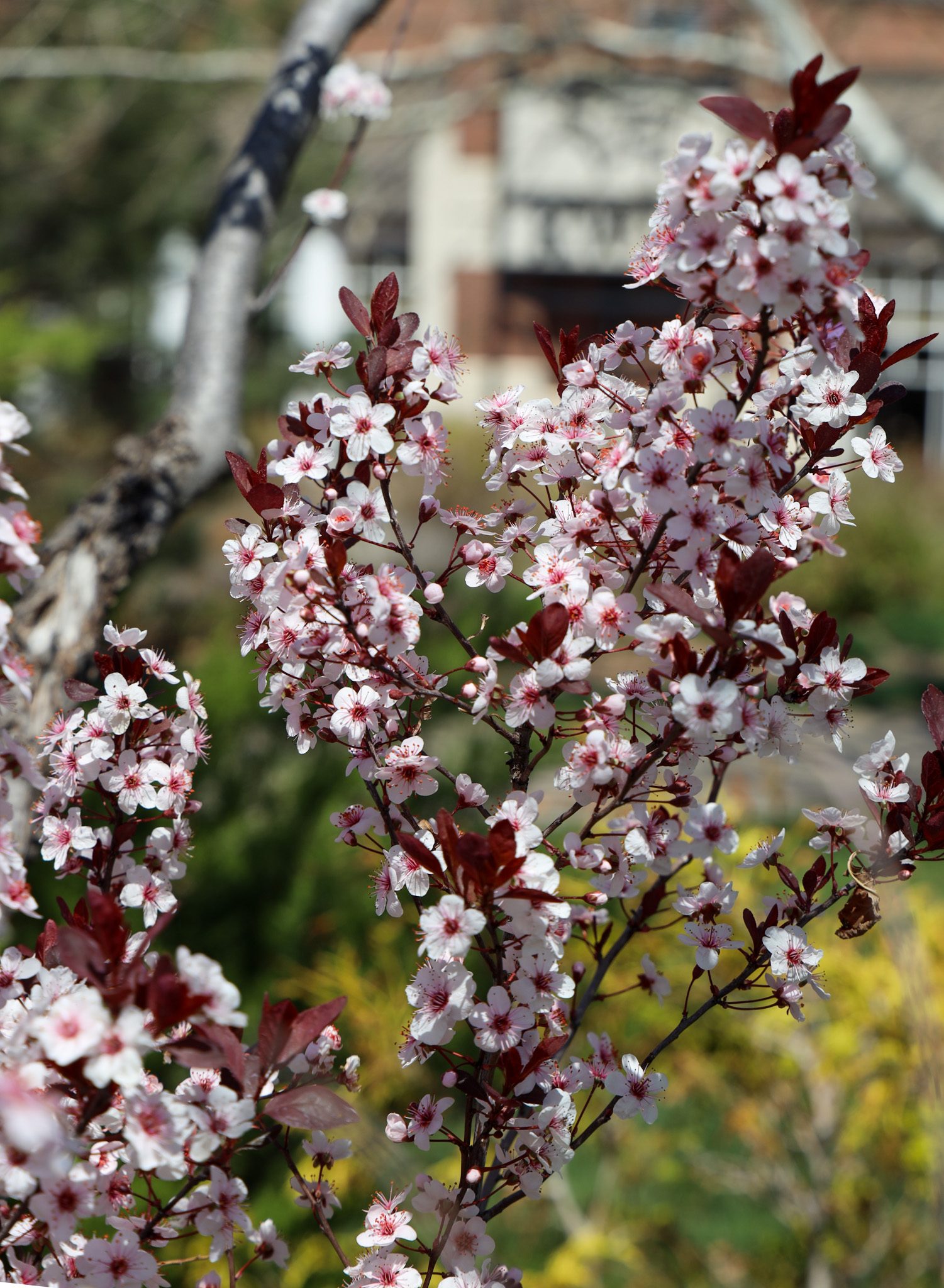 Flowers on campus