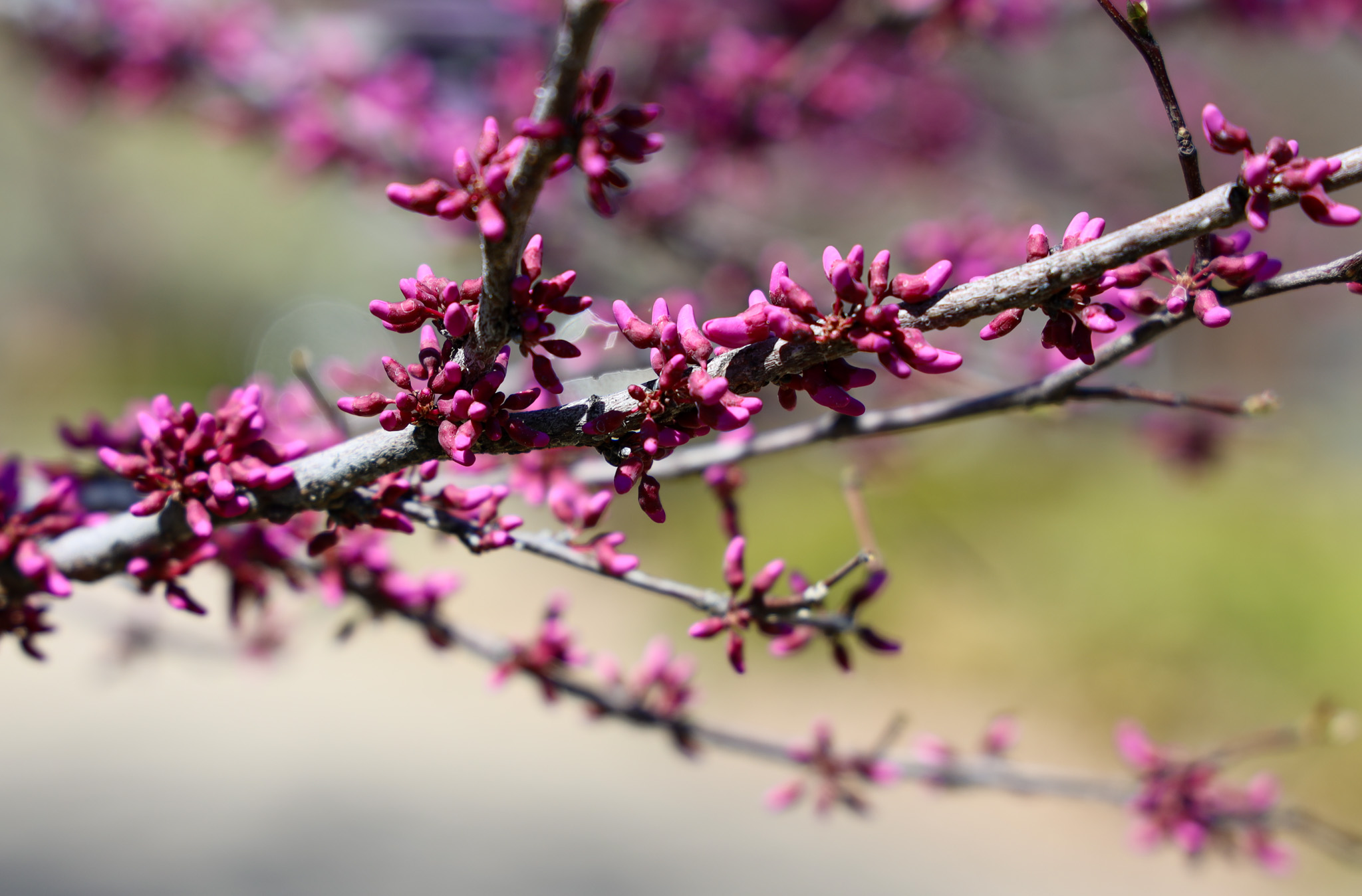 Flowers on campus