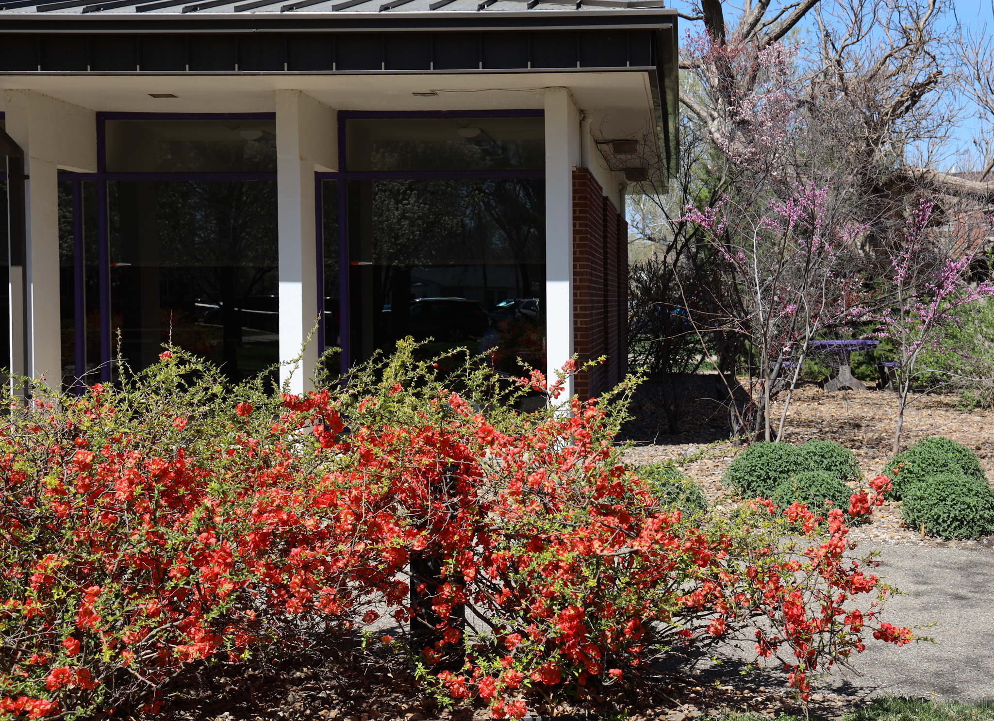 Flowers on campus