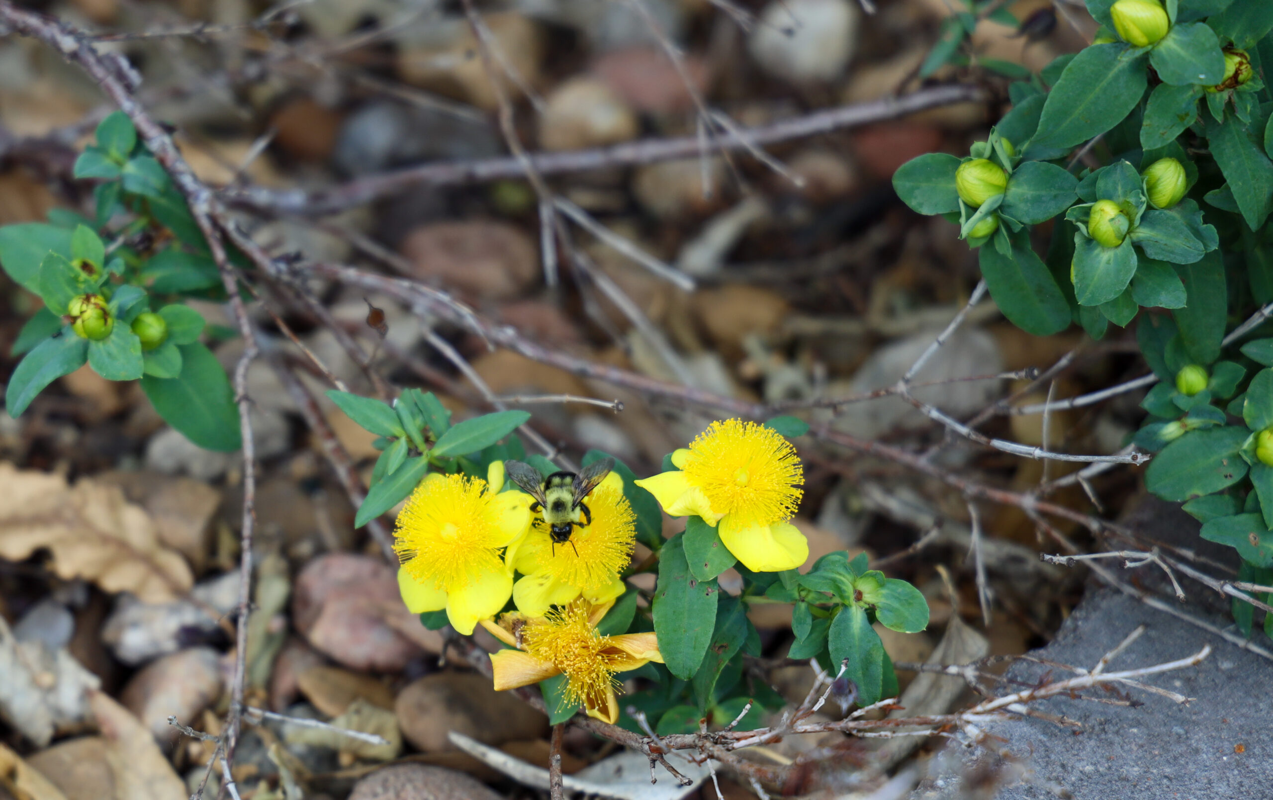 Flowers on campus