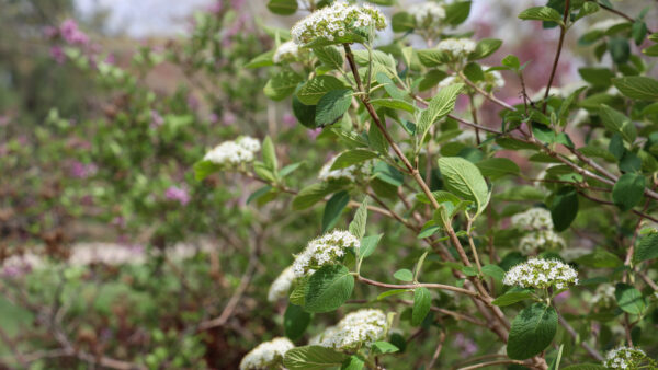 Flowering plant on campus