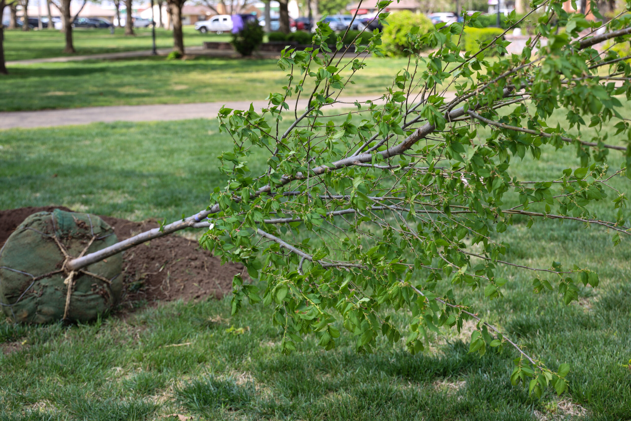 Tree waiting for planting