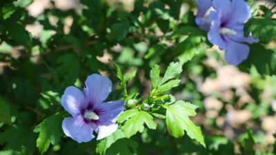 Purpleish/blueish flowers