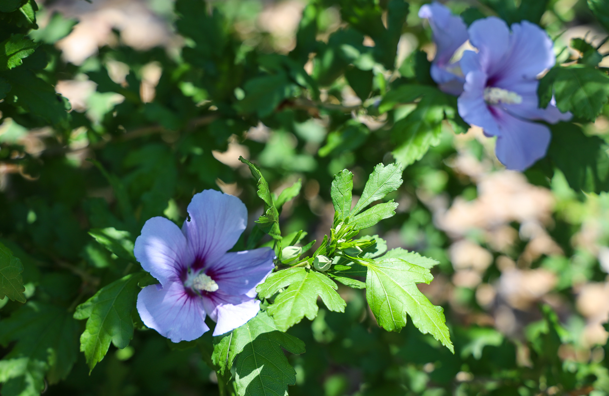 Purpleish/blueish flowers