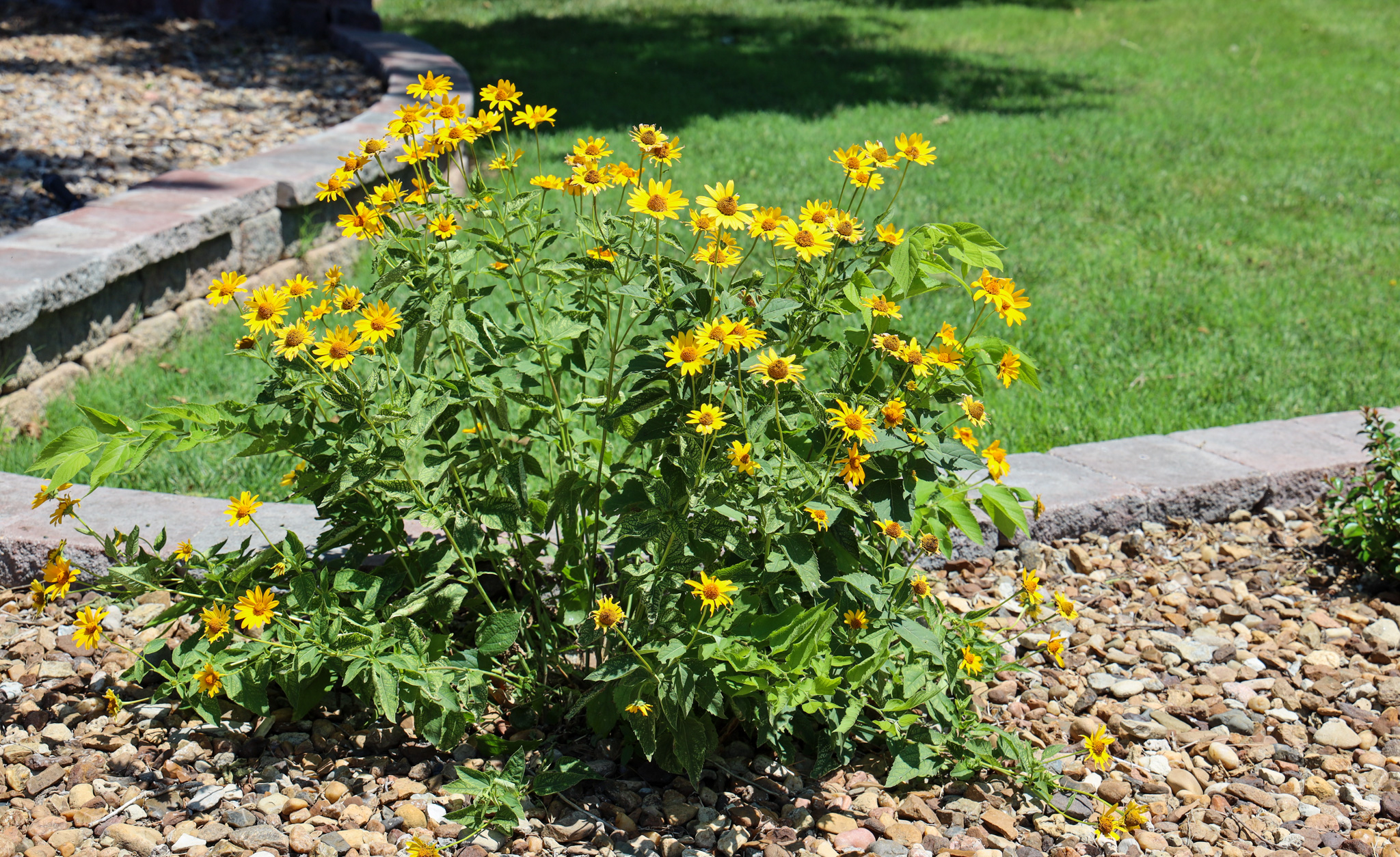 Yellow flowering plant with greenery behind