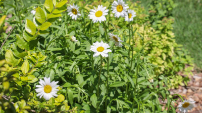 Daisies
