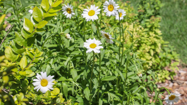 Daisies