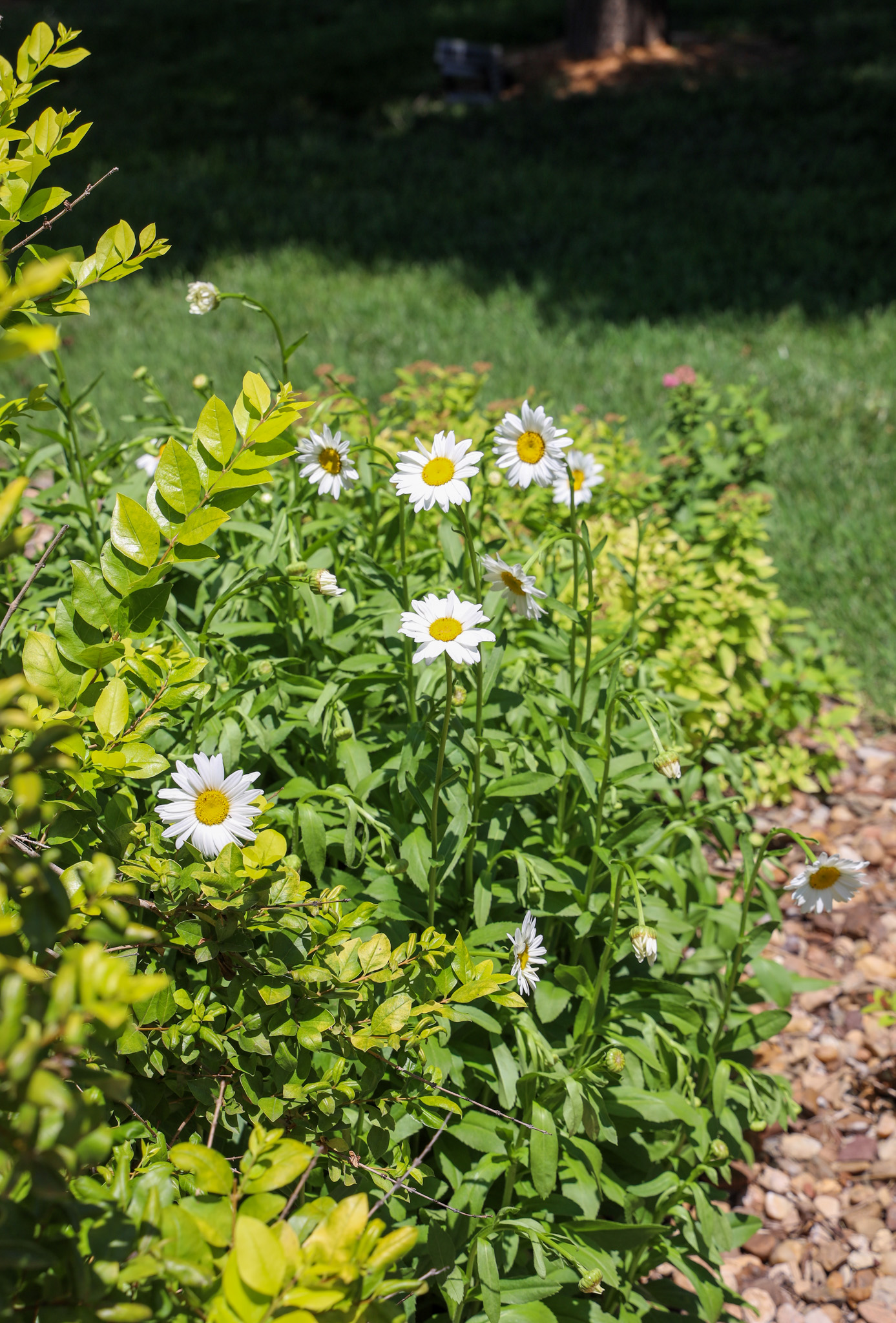 Daisies