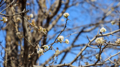 Blooms on trees