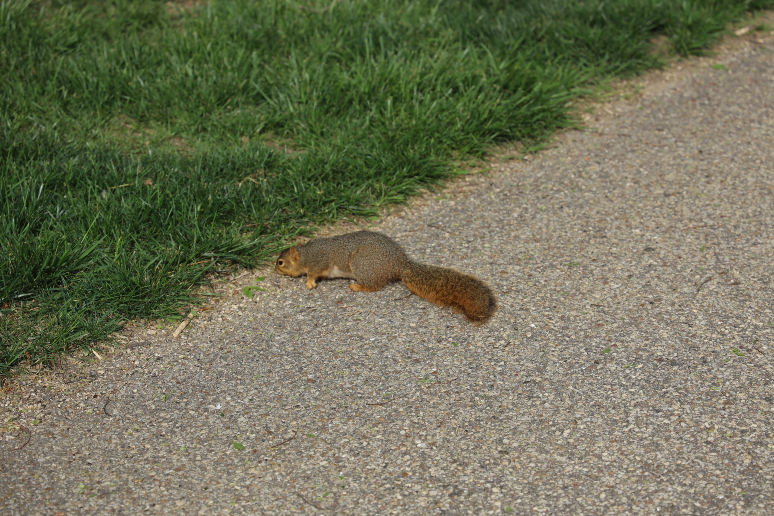 Squirrel on edge of field
