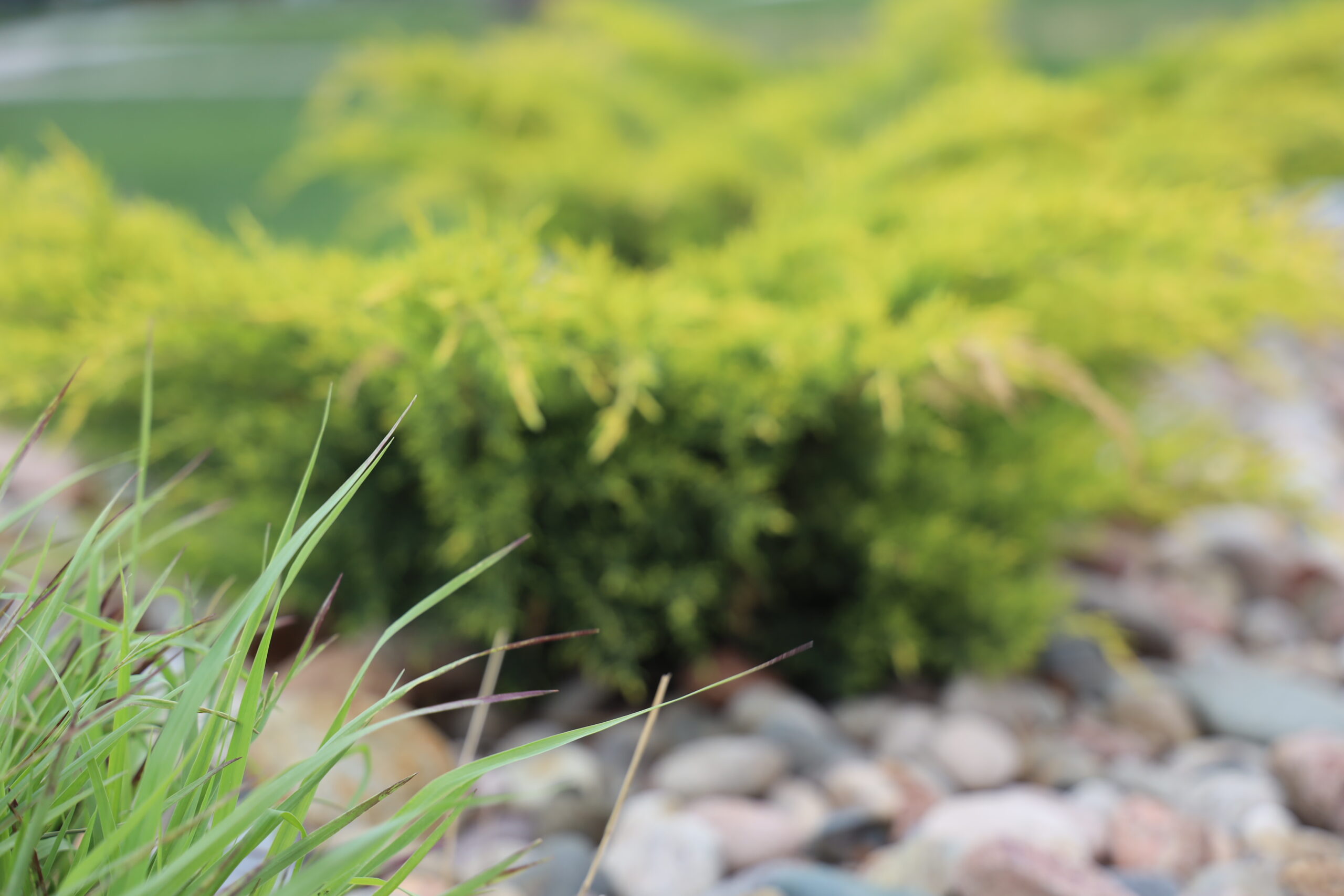 Closeup of plant life on campus