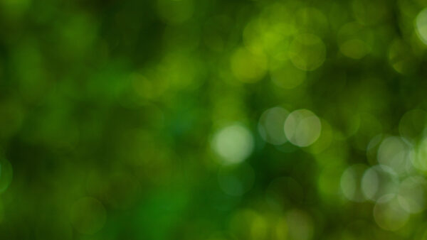 abstract circular green bokeh background, green nature spring an