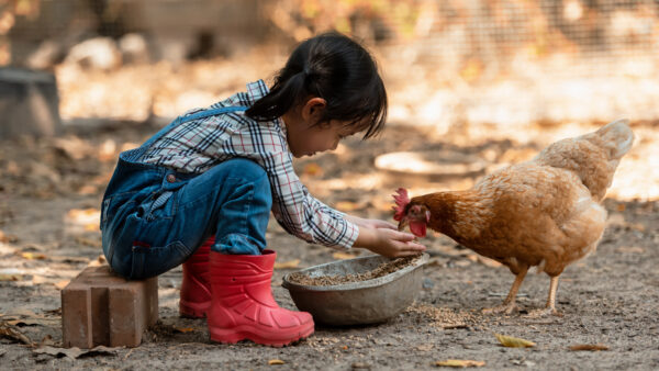 Asian little girl and young woman feed the chicken in layer and