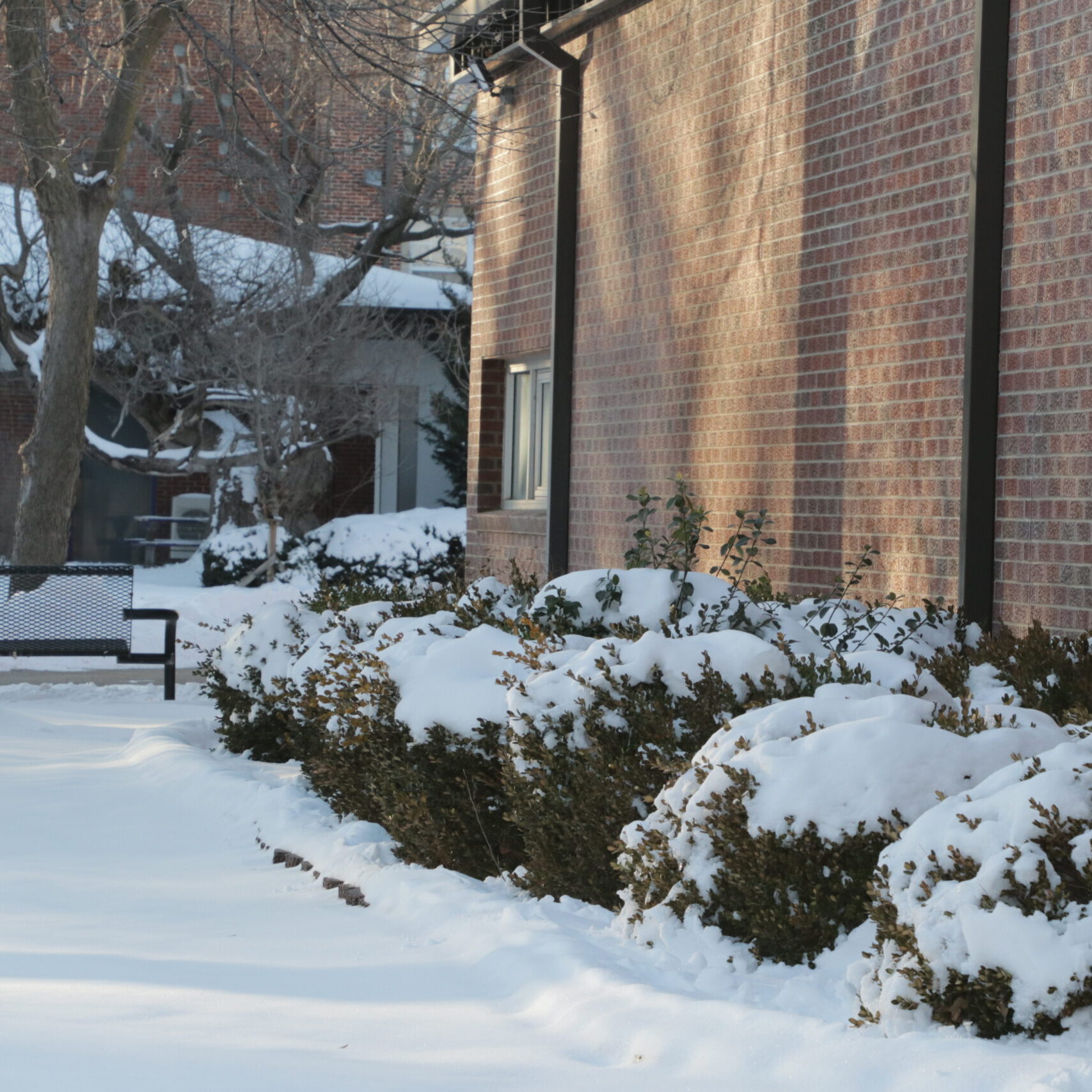 Snow on bushes outside building