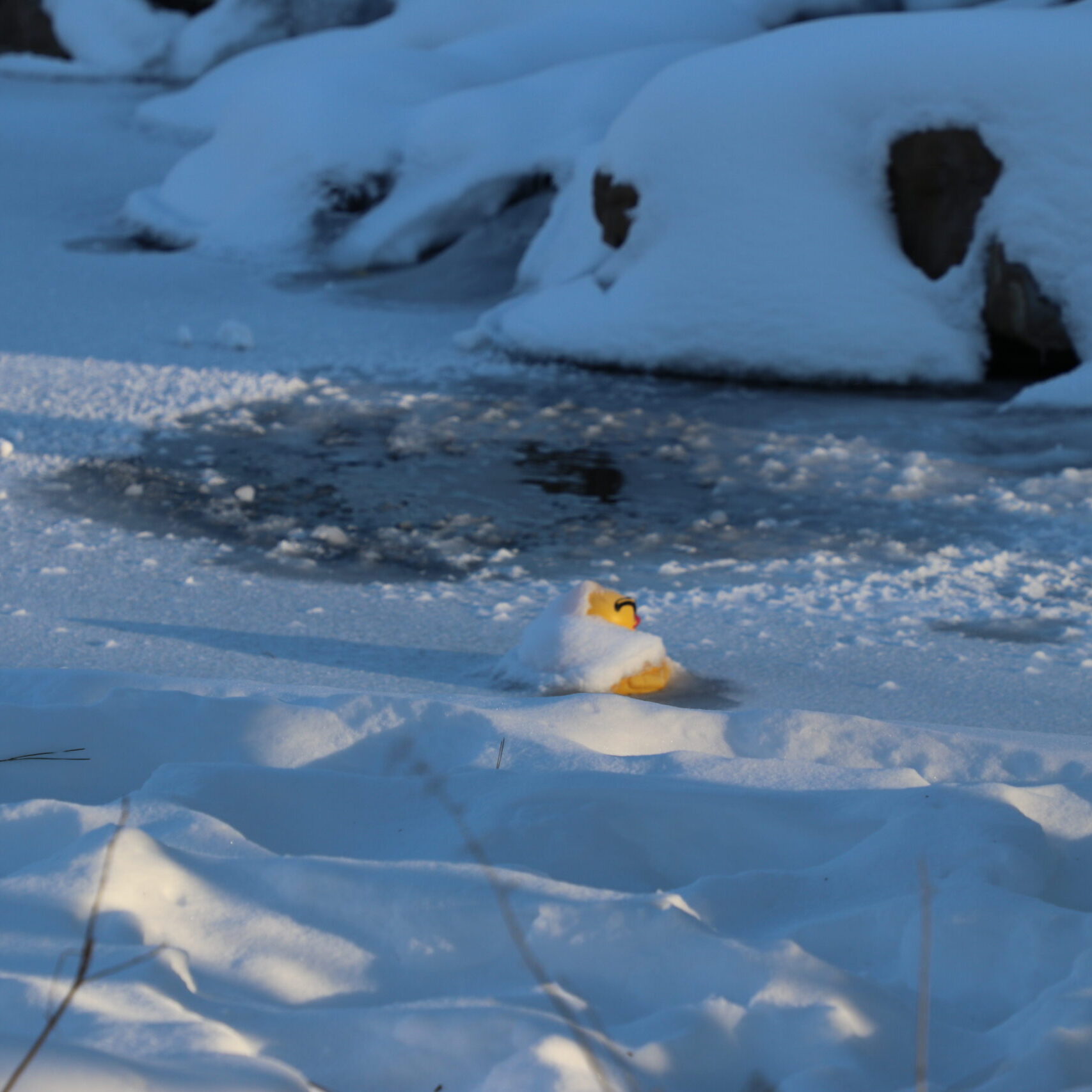 Plastic duck in frozen pond