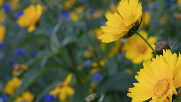 Flowers on campus