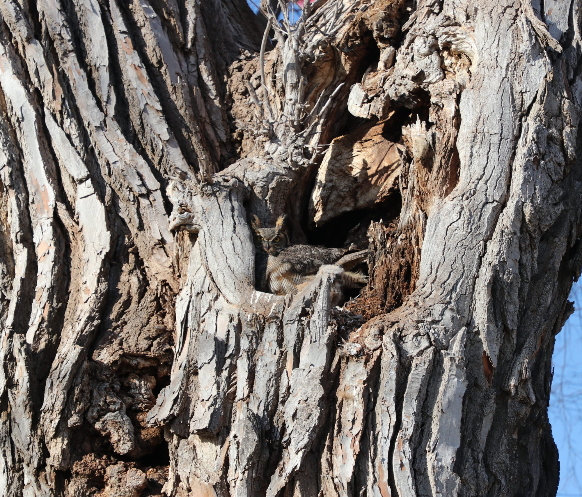 Owl in tree