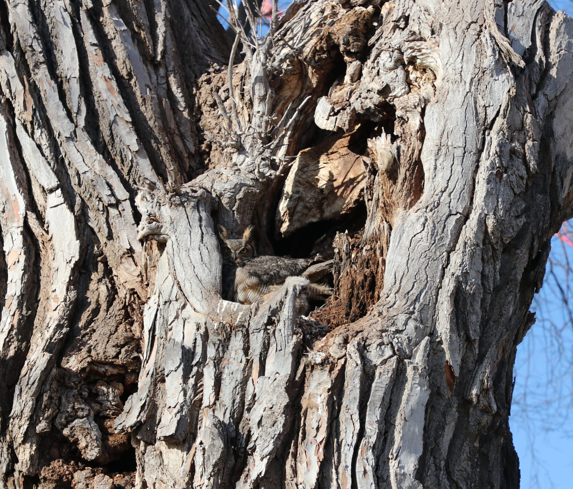 Owl in tree