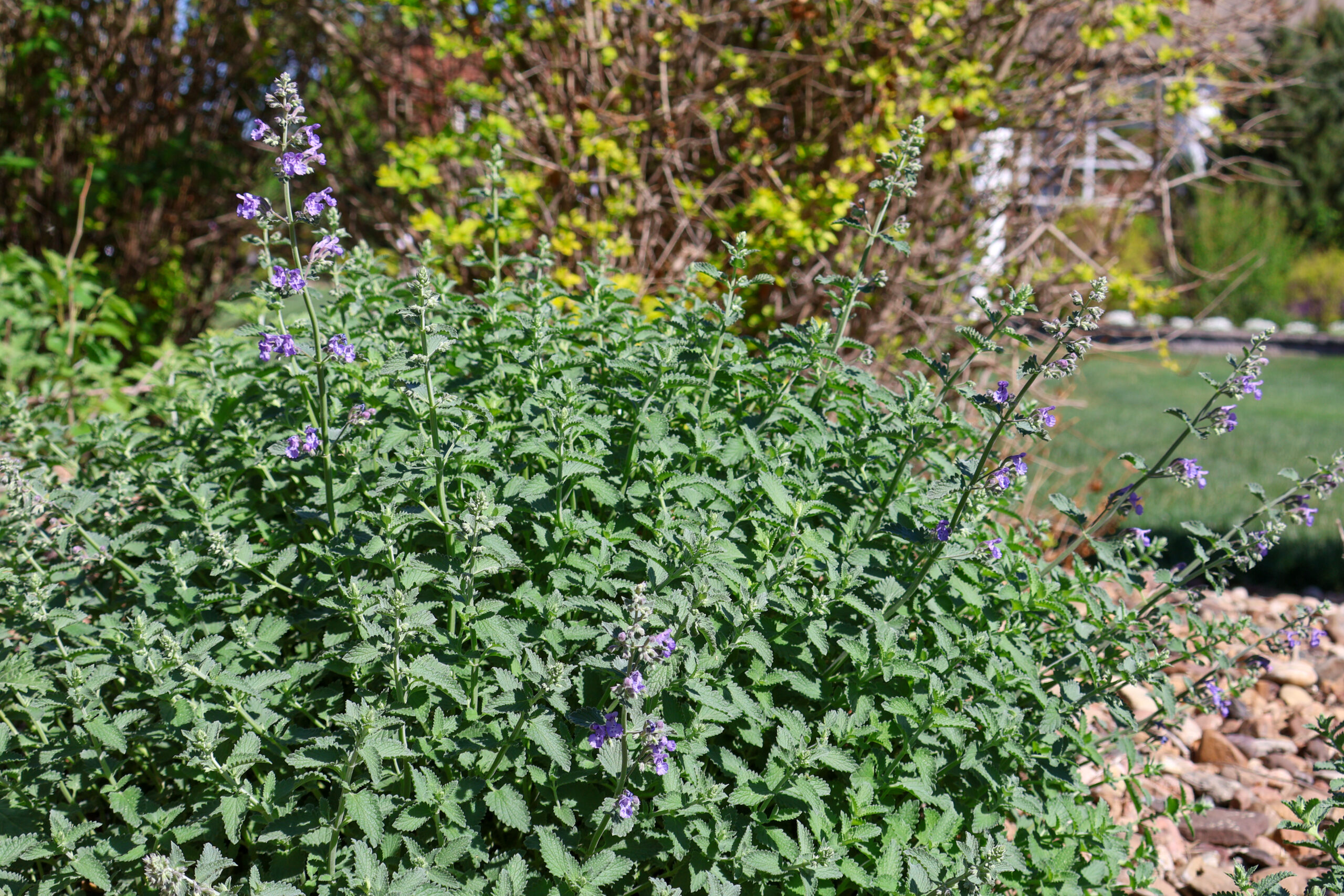 Springtime flowers blooming