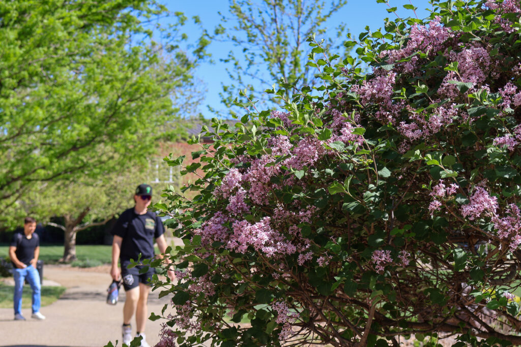 Student walking toward lilac bush
