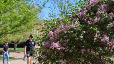 Student walking toward lilac bush