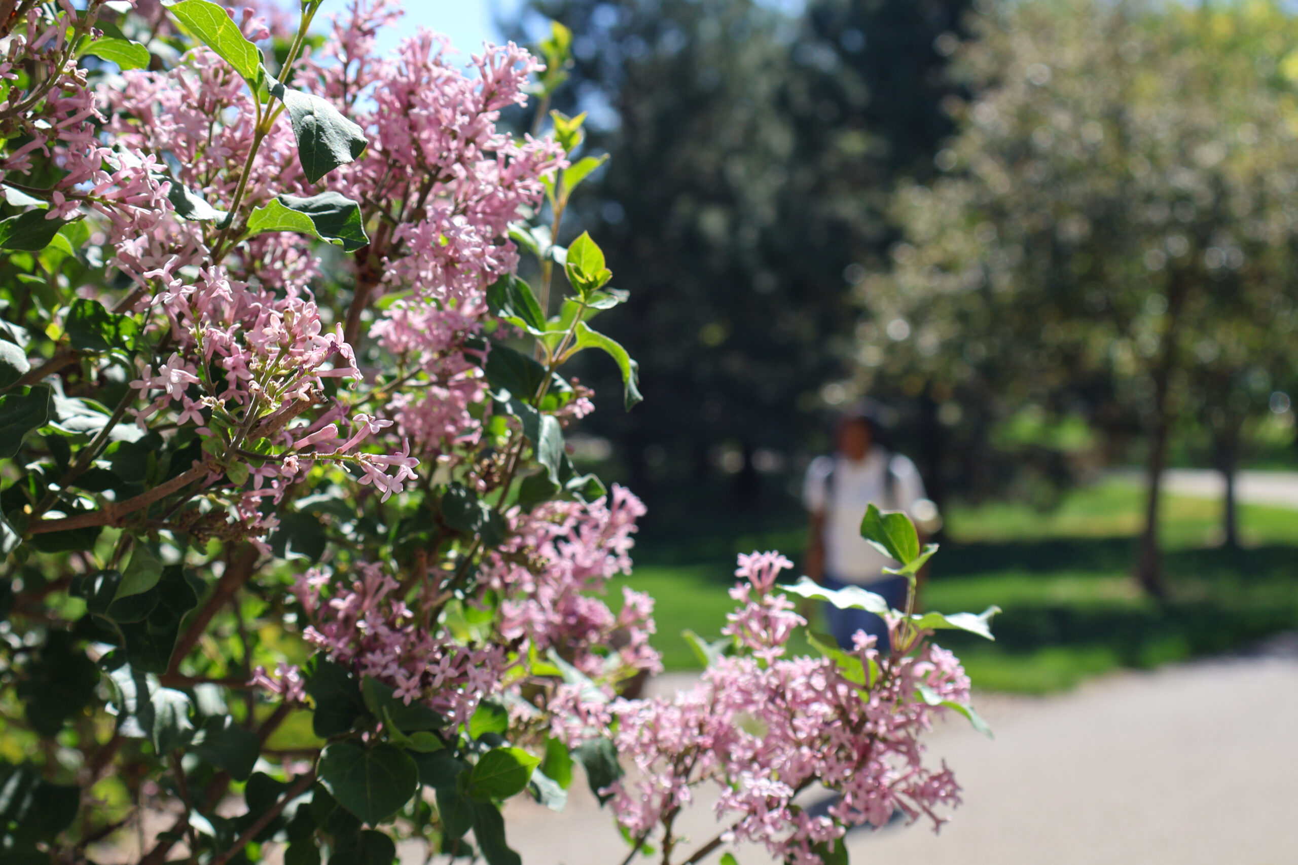 Lilac bush with student in the distance