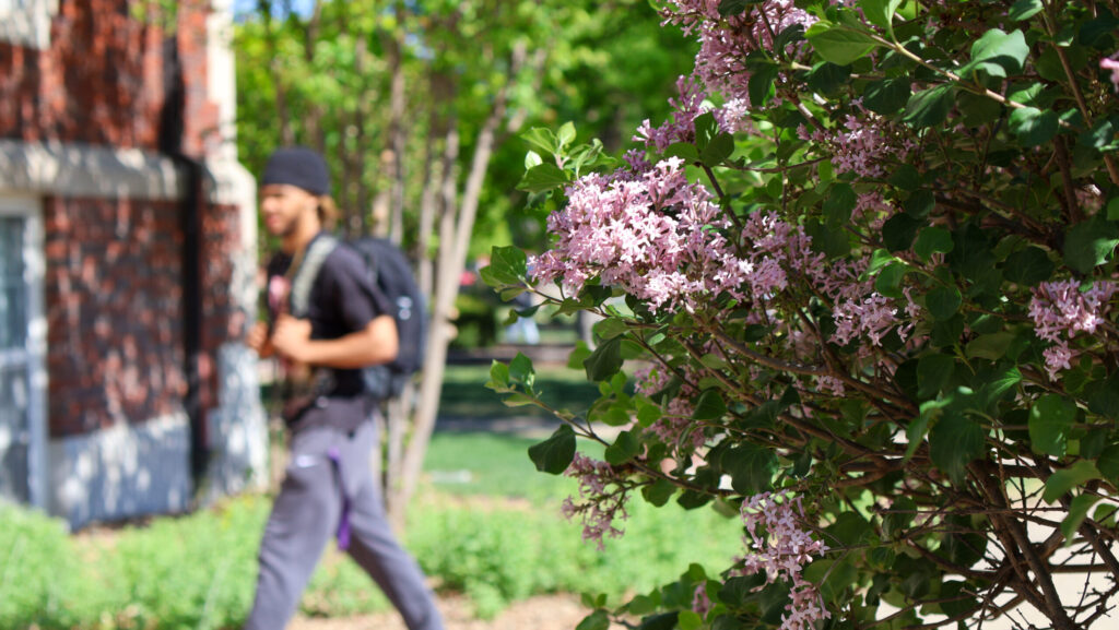 Student behind lilacs