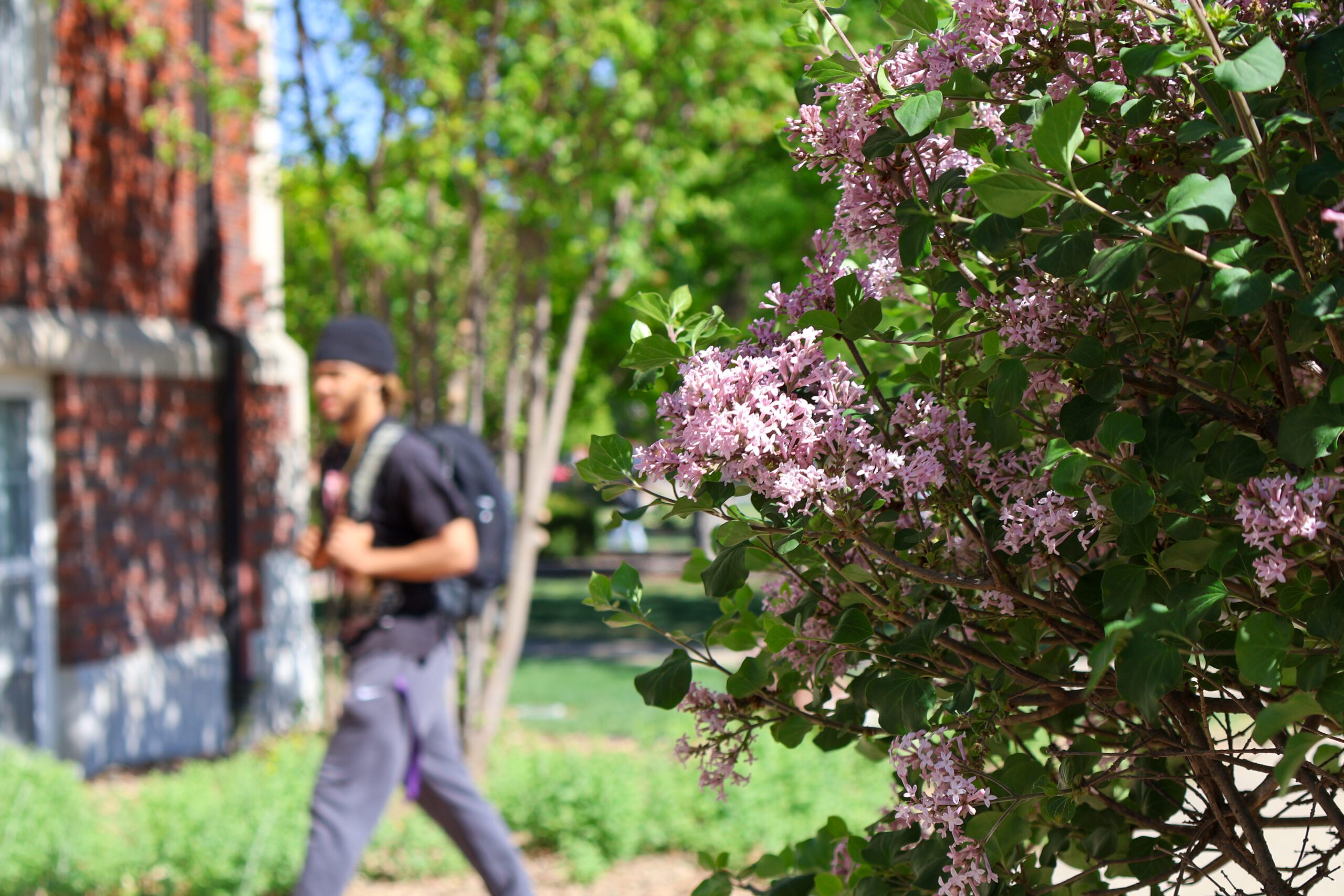 Student walking by lilac bush