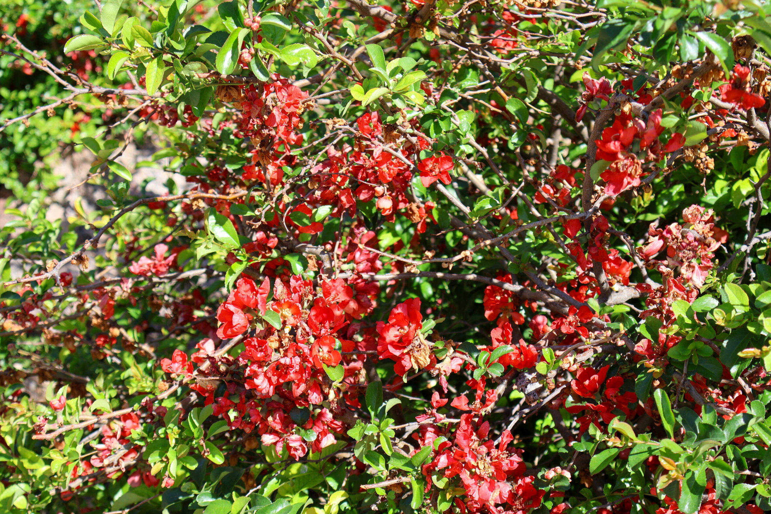 Bush with red flowers