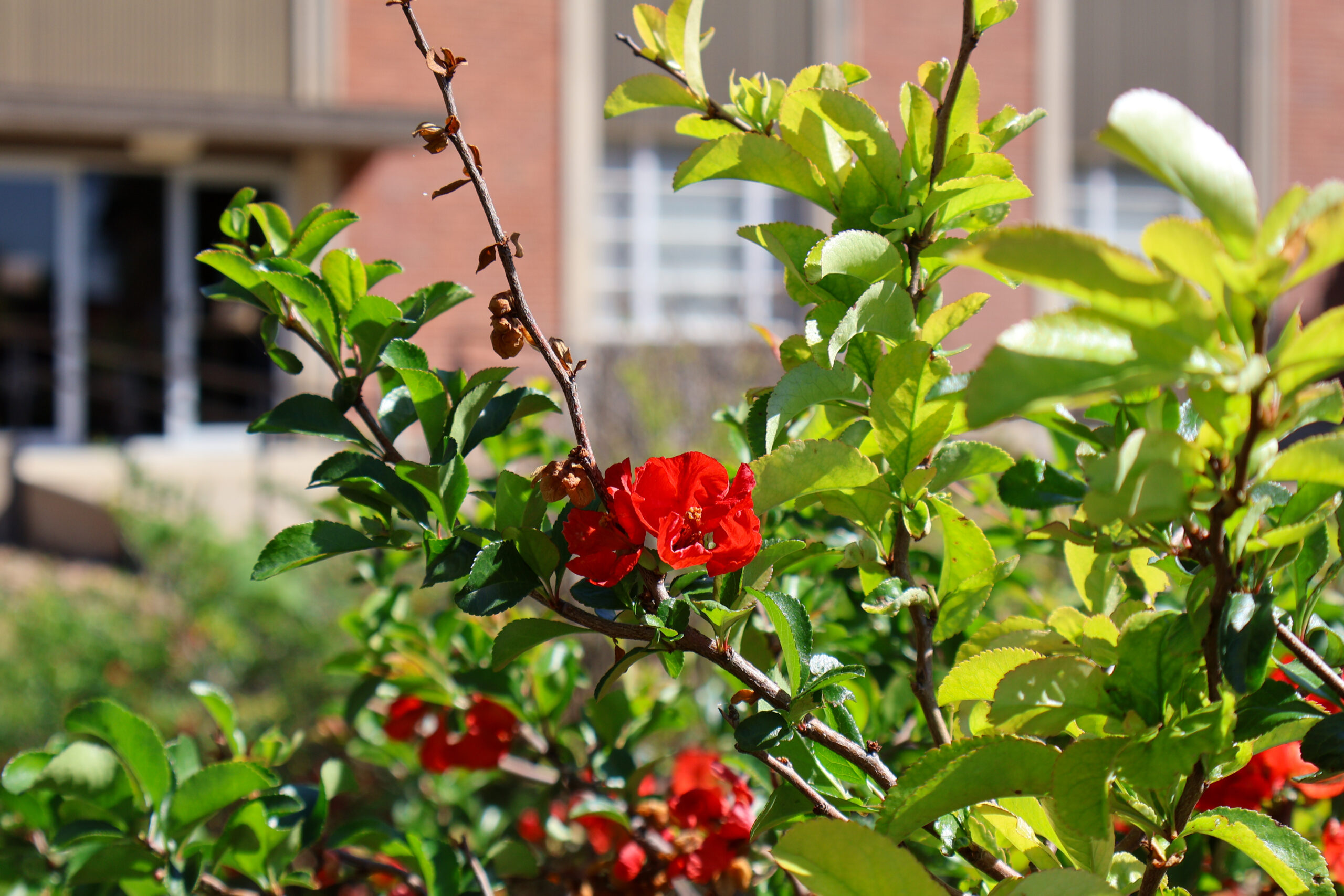 Closeup of red flowers on campus