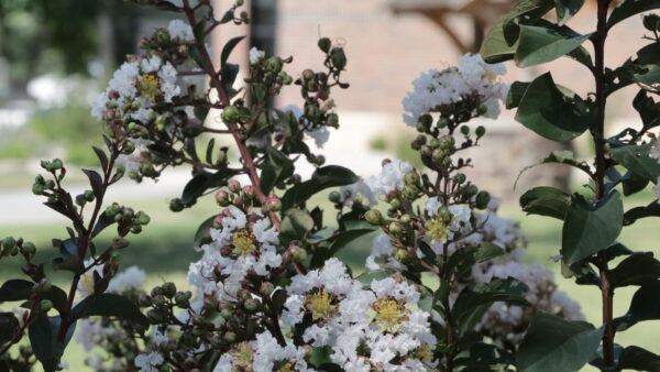 Flowering plant