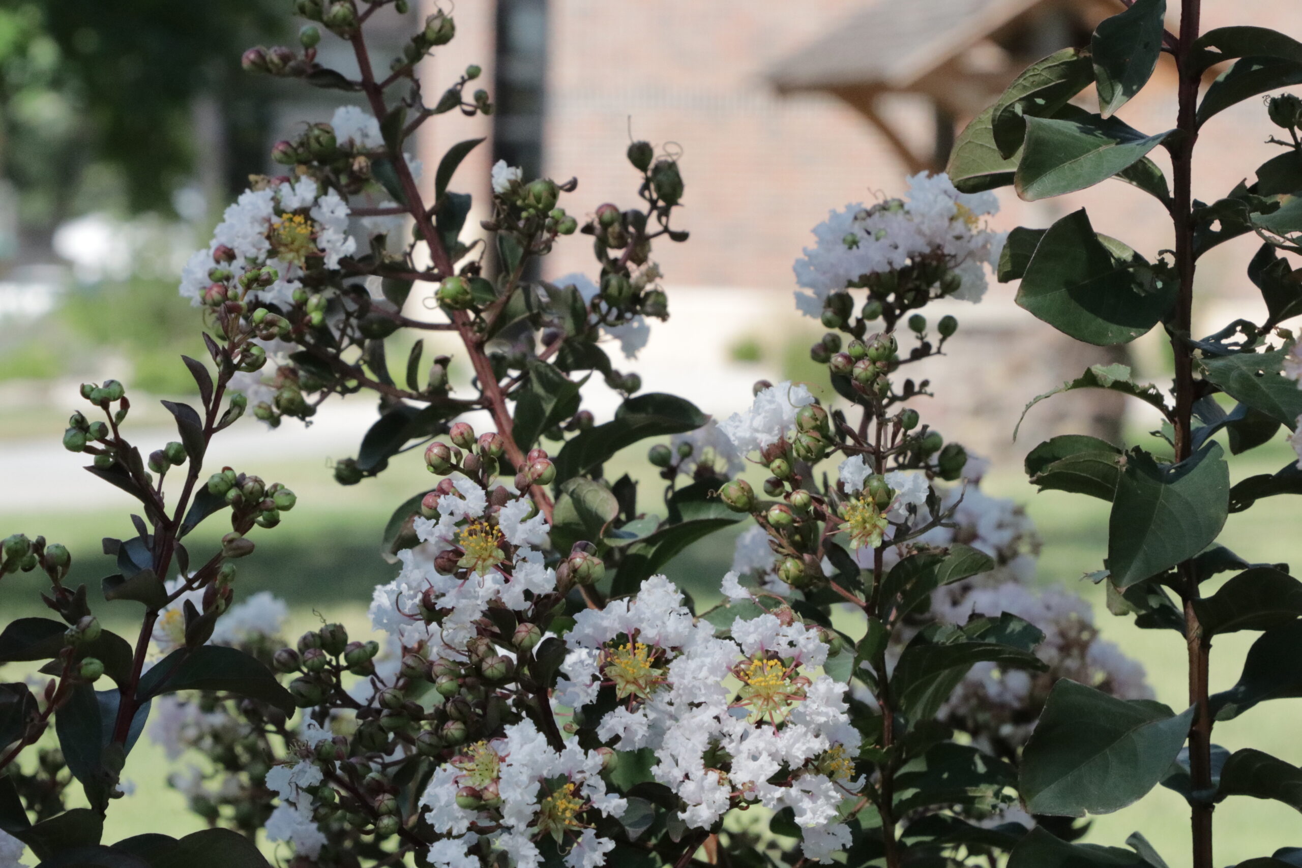 Flowering plant