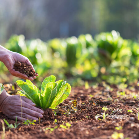 hands-in-soil