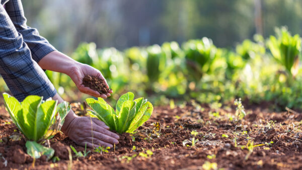 hands-in-soil